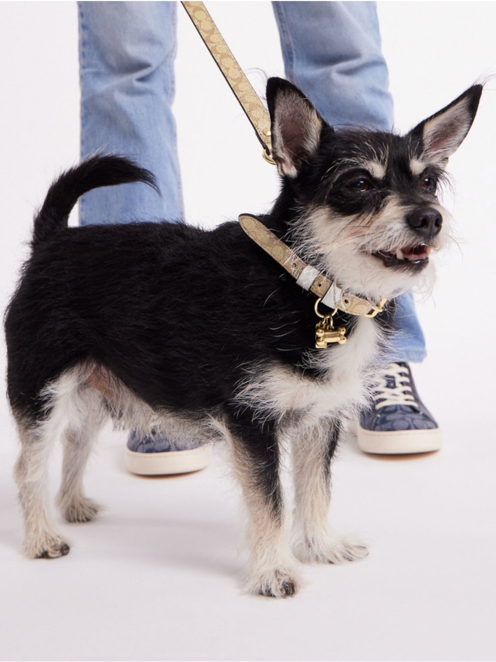 Coach Small Pet Collar and Leash Set In Signature Canvas NIB